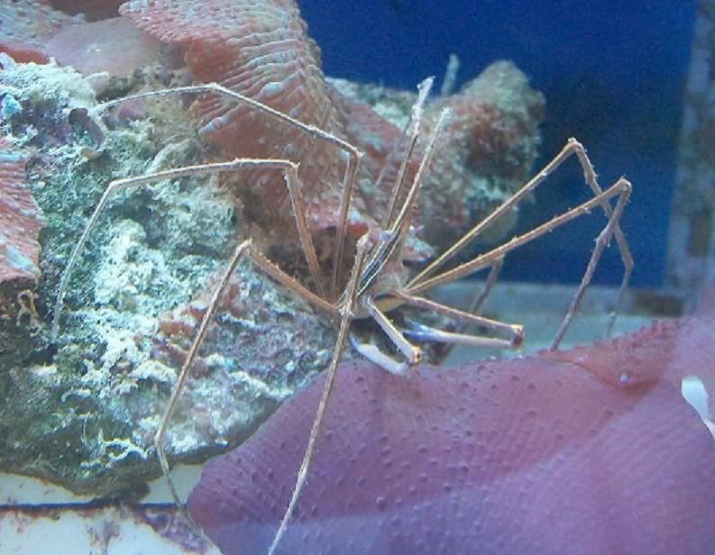 Inverts comonly available at The Fish Doctors Ypsilanti!!!